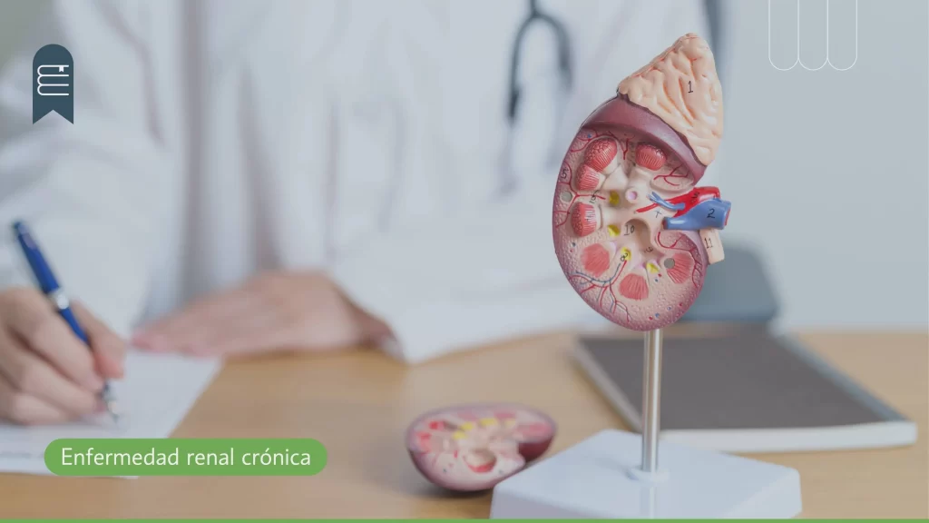 Nutrición en enfermedad renal crónica: profesional revisando patrones de alimentación individualizados